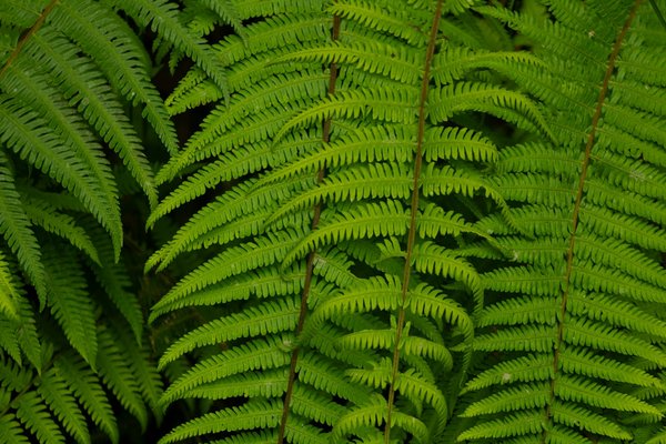 Comment les Foires Redéfinissent l'Économie Urbaine : Une Analyse de leur Impact Transformateur sur les Villes